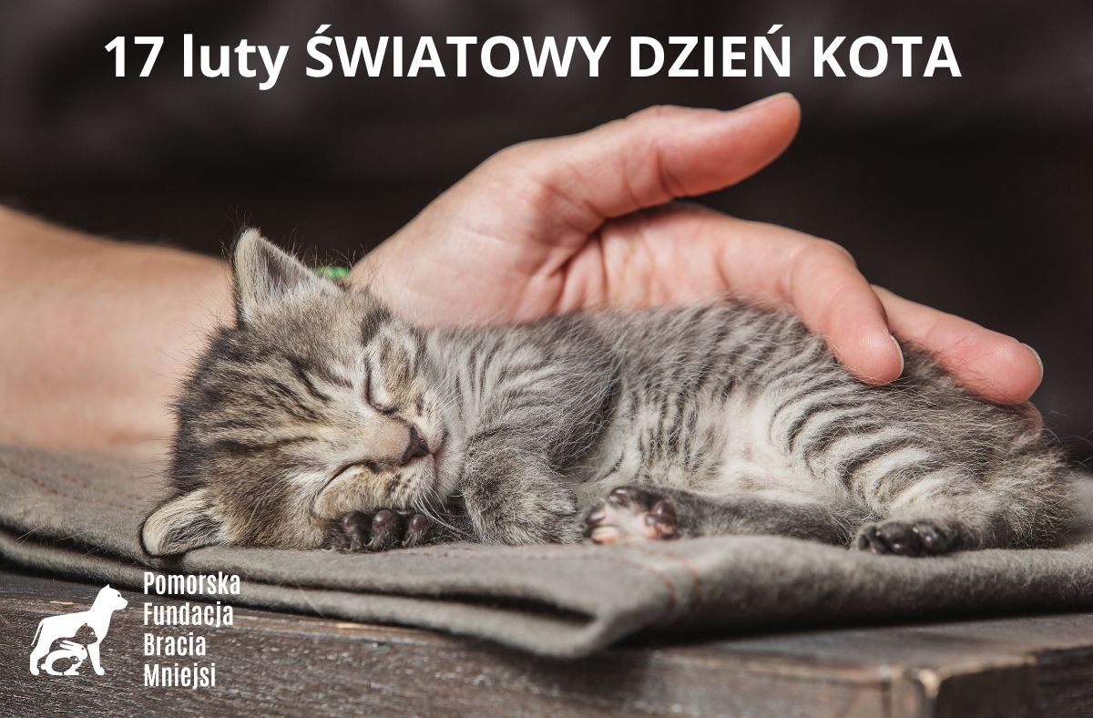 Światowy dzień kota