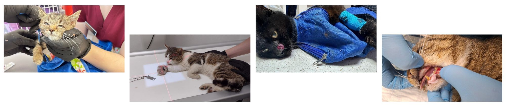 Koty w trakcie leczenia
